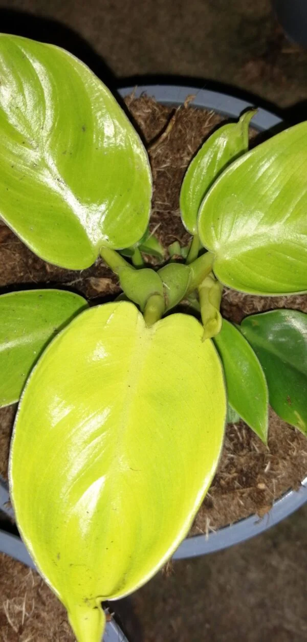 Philodendron erubescens Rush, pianta da interno