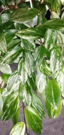 Aeschynanthus lobbianus Variegata