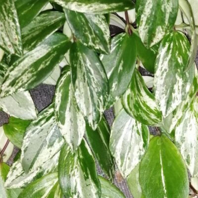 Aeschynanthus lobbianus Variegata