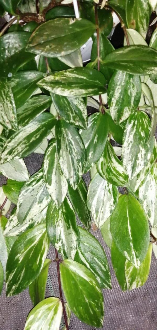 Aeschynanthus lobbianus Variegata, pianta da interno
