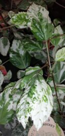 Hibiscus rosa-sinensis var. cooperi Snow Queen Snowflake