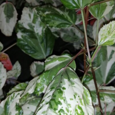 Hibiscus rosa-sinensis var. cooperi Snow Queen Snowflake