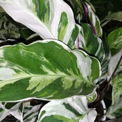 Calathea White fusion