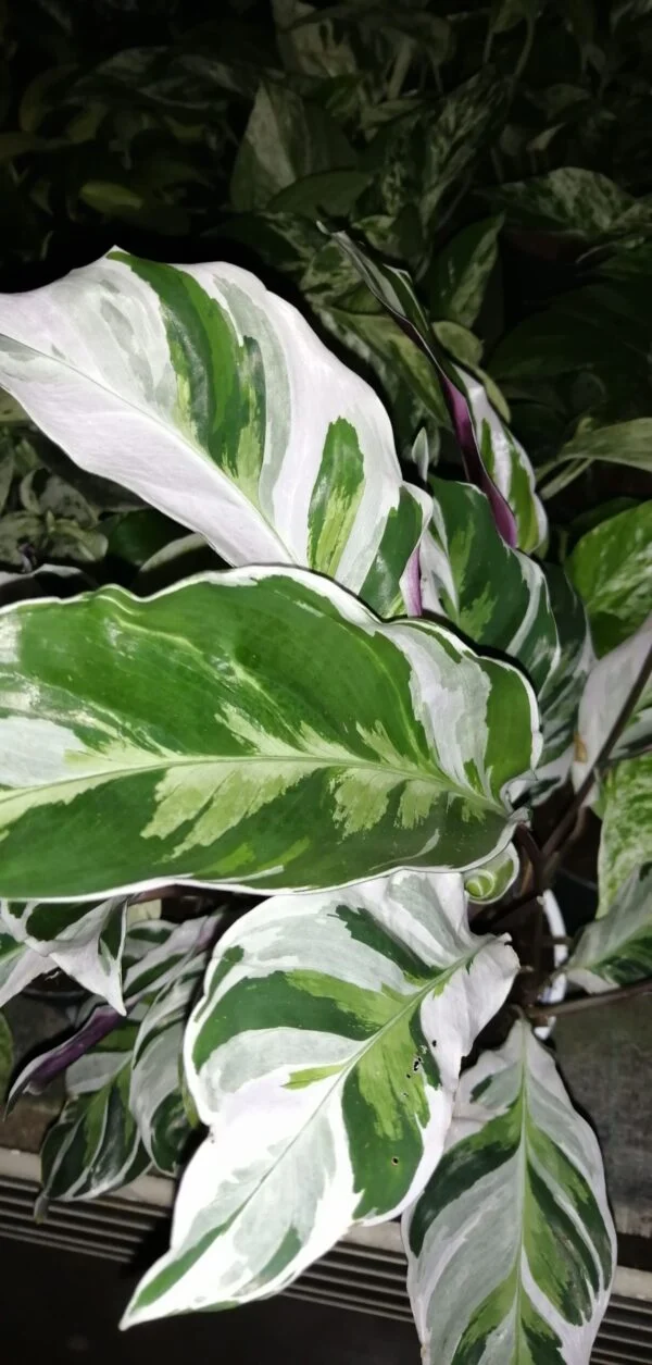 Calathea White fusion, pianta da interno