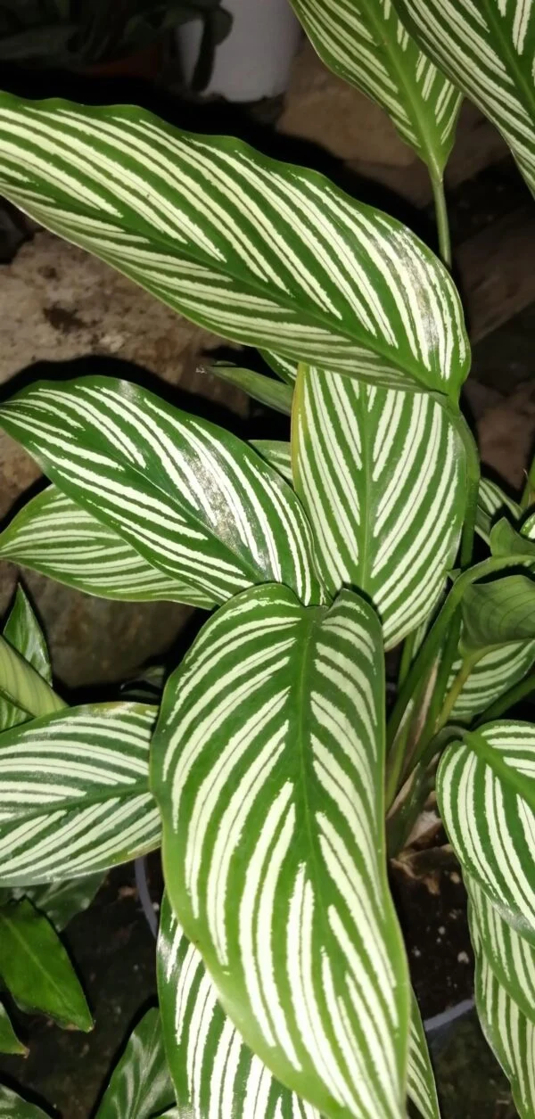 Aeschynanthus Rasta, foto 9