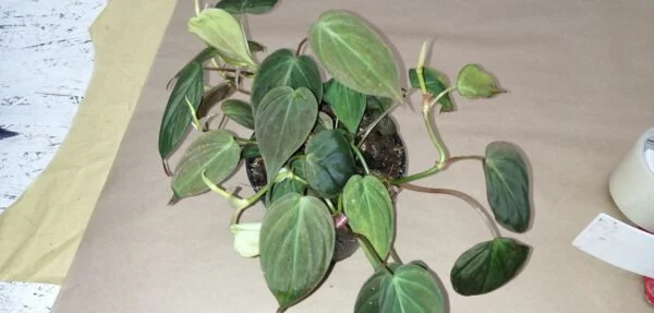 Aeschynanthus Rasta, foto 6