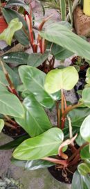 Philodendron Red Wings PIANTA GIOVANE