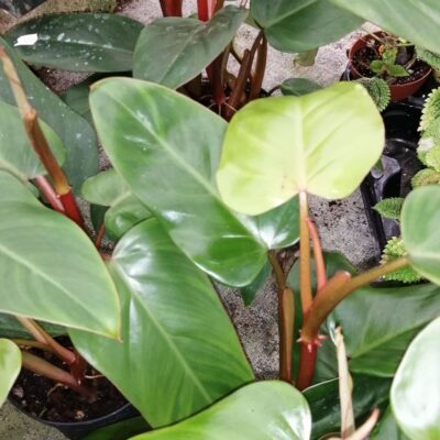 Philodendron Red Wings PIANTA GIOVANE