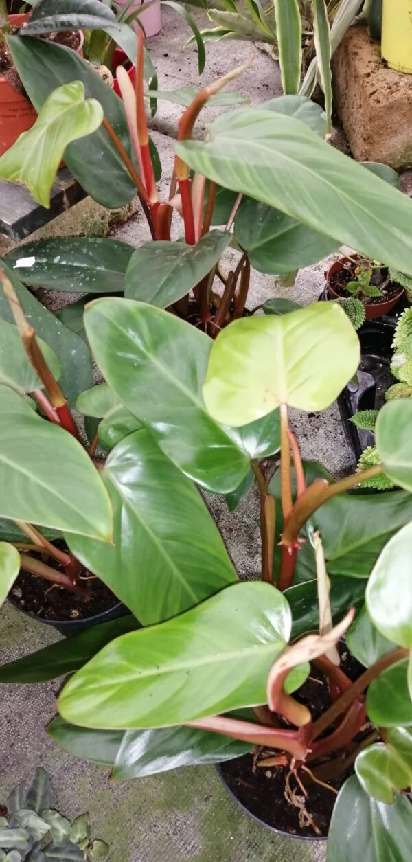Philodendron Red Wings PIANTA GIOVANE, pianta da interno