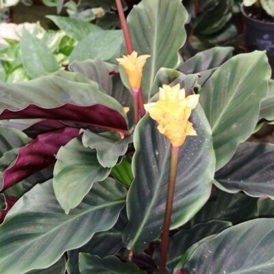 Calathea crocata Tassmania