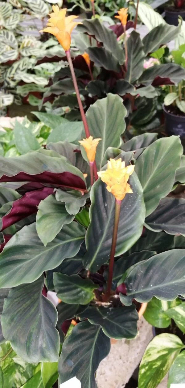 Calathea crocata Tassmania, pianta da interno