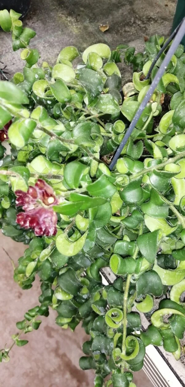 Aeschynanthus Rasta, pianta da interno