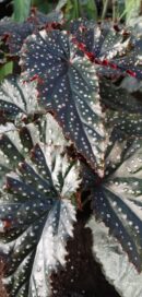 Begonia Little Miss Mummy, Fanny Moser