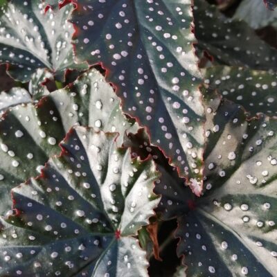 Begonia Little Miss Mummy, Fanny Moser