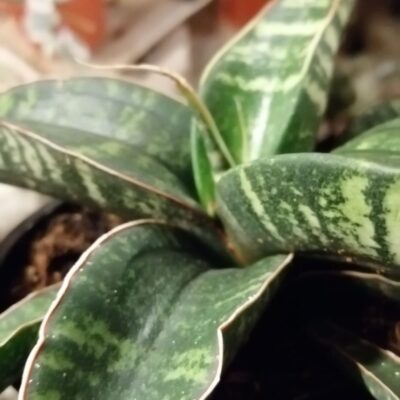 Sansevieria Star Tabby Green