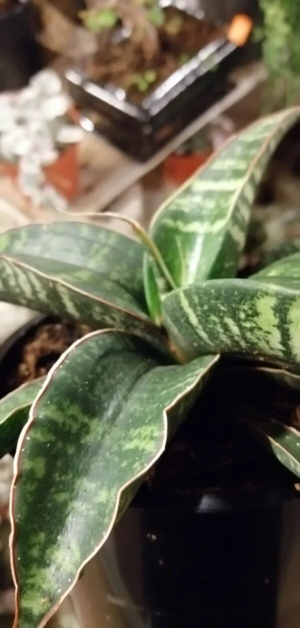 Sansevieria Star Tabby Green, pianta da interno