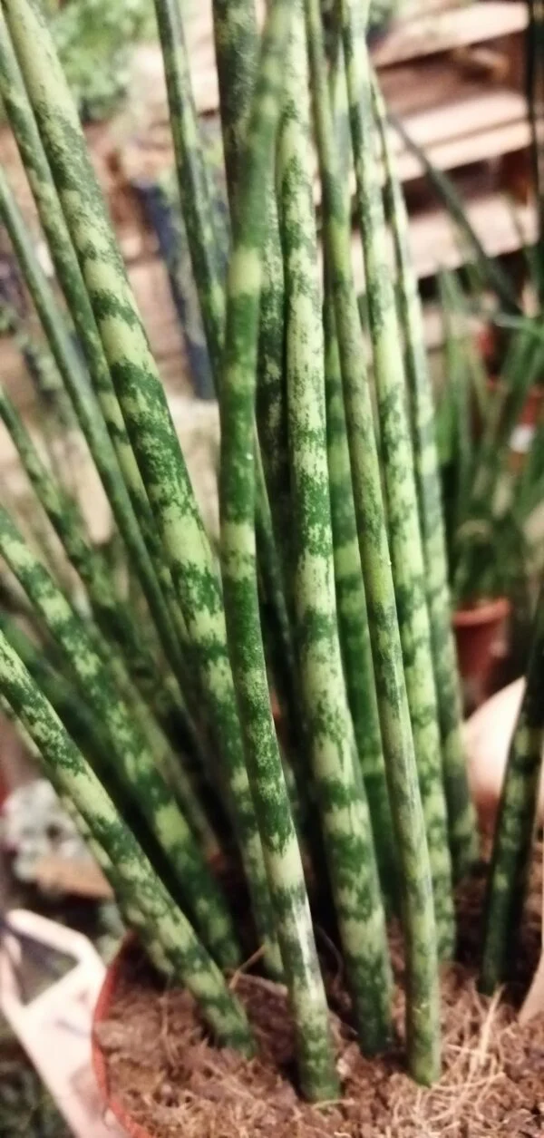 Sansevieria Fernwood Mikado, pianta da interno