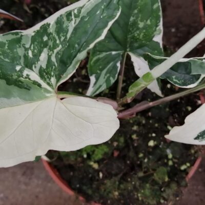 Syngonium Albo variegata
