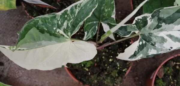 Syngonium Albo variegata, pianta da interno
