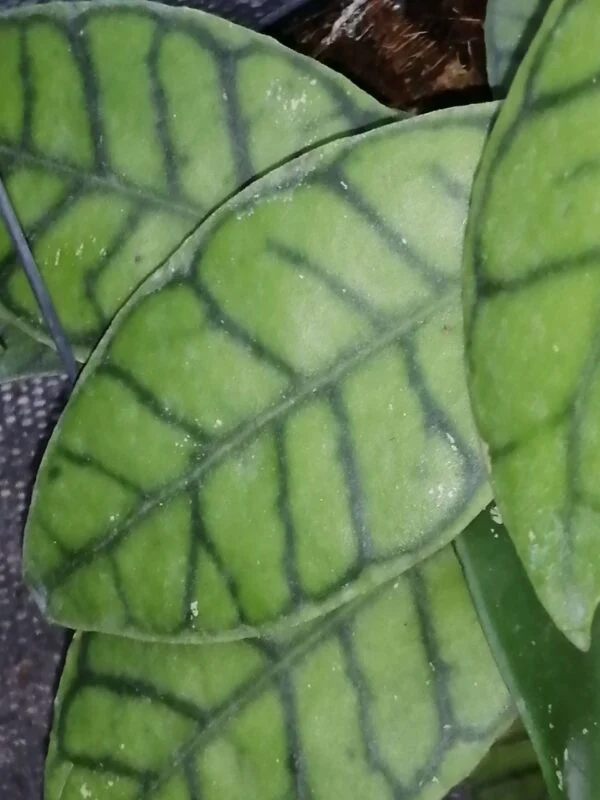 Hoya callistophylla Kal, foto 3