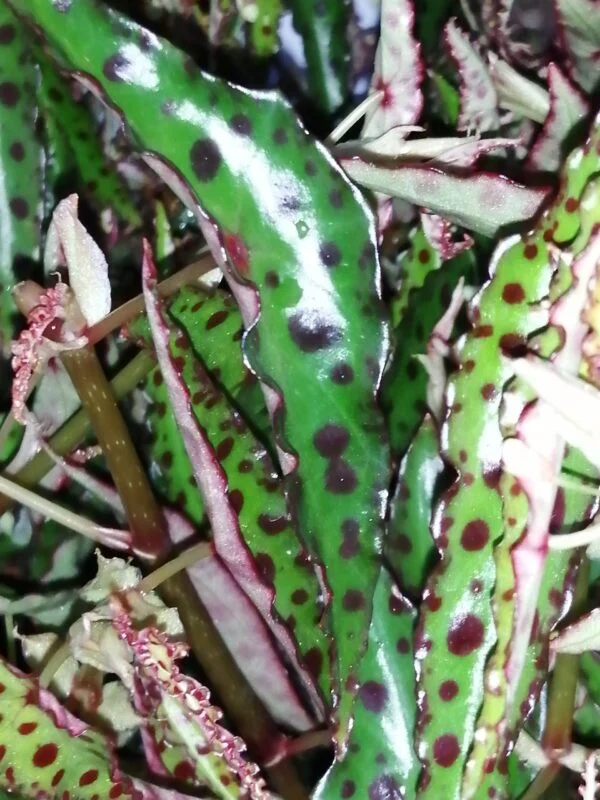 Begonia amphioxus Butterfly, foto 2