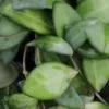 Hoya tsangii, pianta da interno