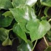 Peperomia polybotrya Variegata Helene Raindrop, pianta da interno