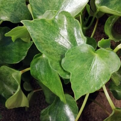 Peperomia polybotrya Variegata Helene Raindrop