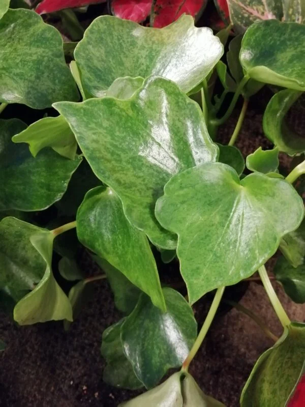 Peperomia polybotrya Variegata Helene Raindrop, pianta da interno