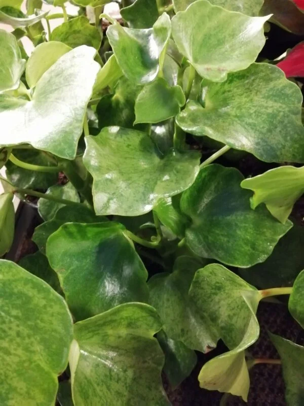 Peperomia polybotrya Variegata Helene Raindrop, foto 2