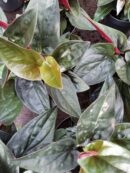 Syngonium erythophyllum Red Arrow