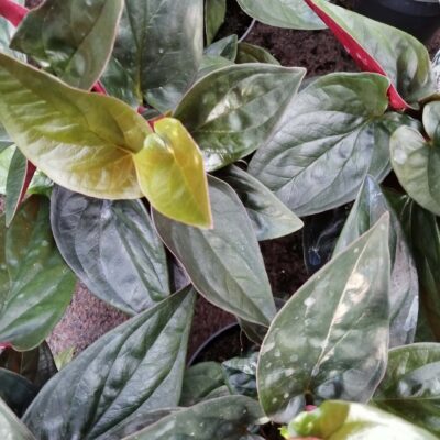 Syngonium erythophyllum Red Arrow