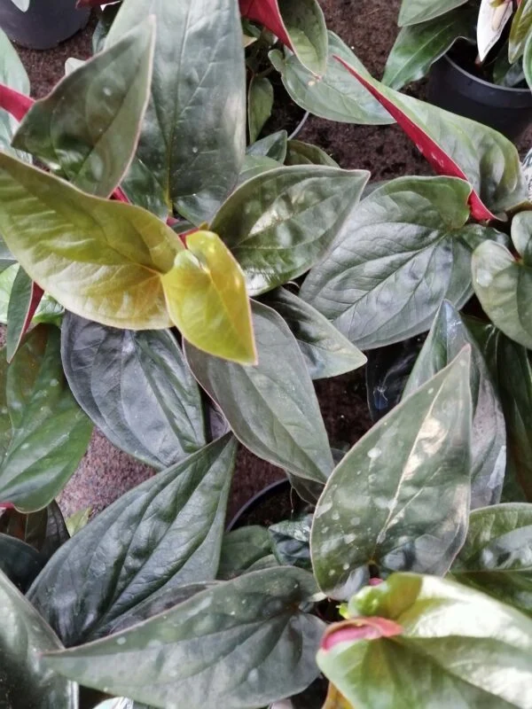 Syngonium erythrophyllum Red Arrow, pianta da interno
