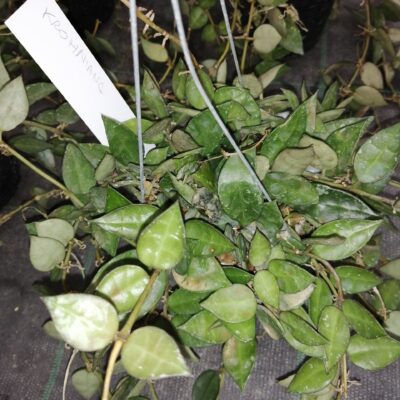 Hoya krohniana