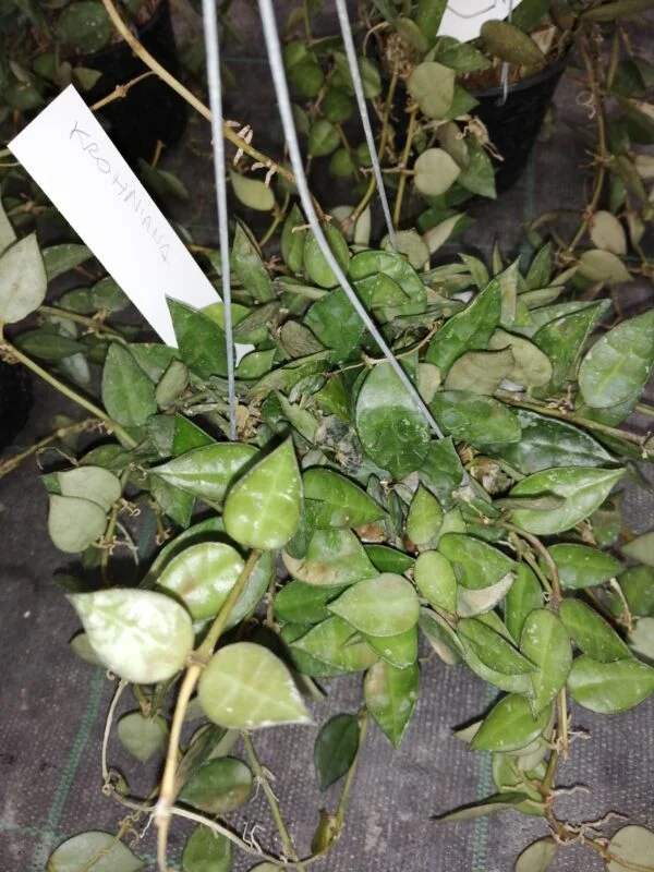 Hoya krohniana, pianta da interno