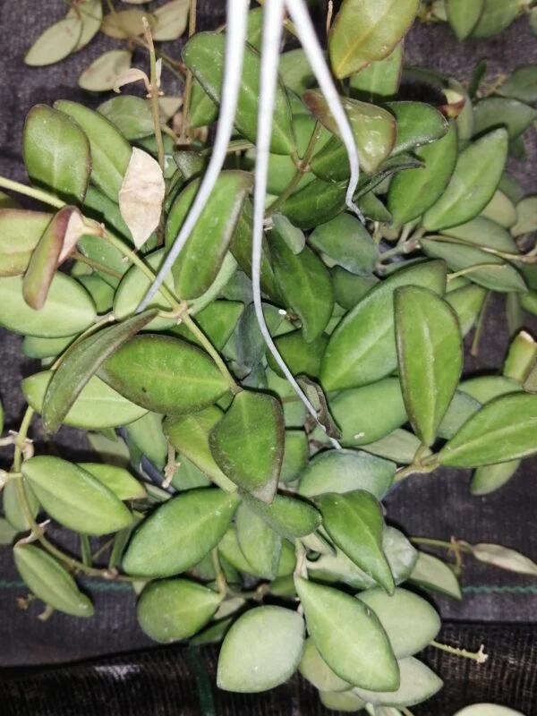 Hoya sipitangensis, foto 3