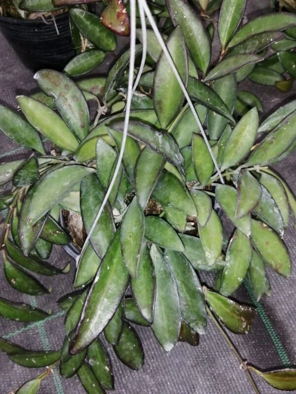Hoya sipitangensis, foto 5