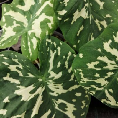 Alocasia Hilo Beauty