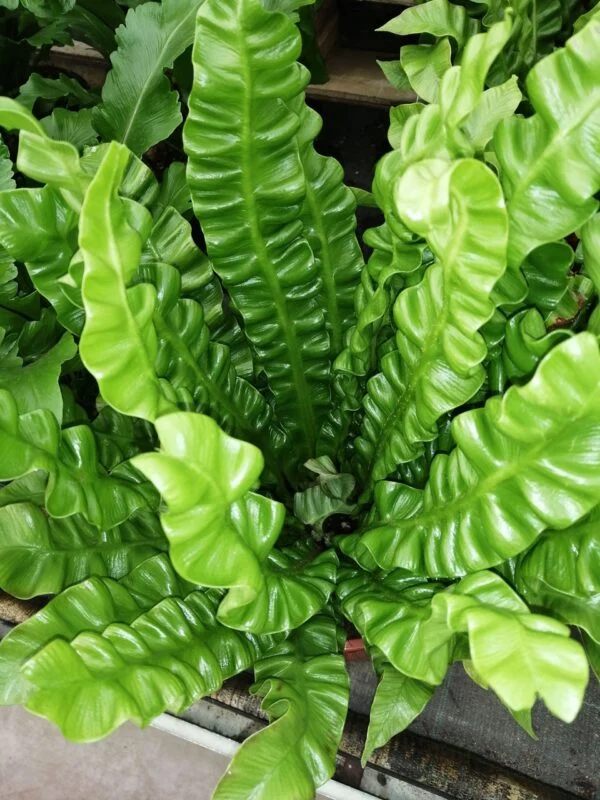 Asplenium nidus Crispy Wave, foto 3