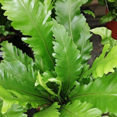 Asplenium nidus Campio