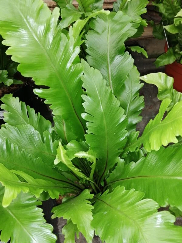 Asplenium nidus Campio, pianta da interno