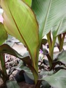 Musa ensete Ventricosum