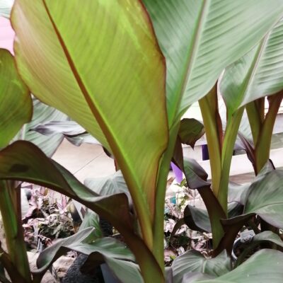 Musa ensete Ventricosum