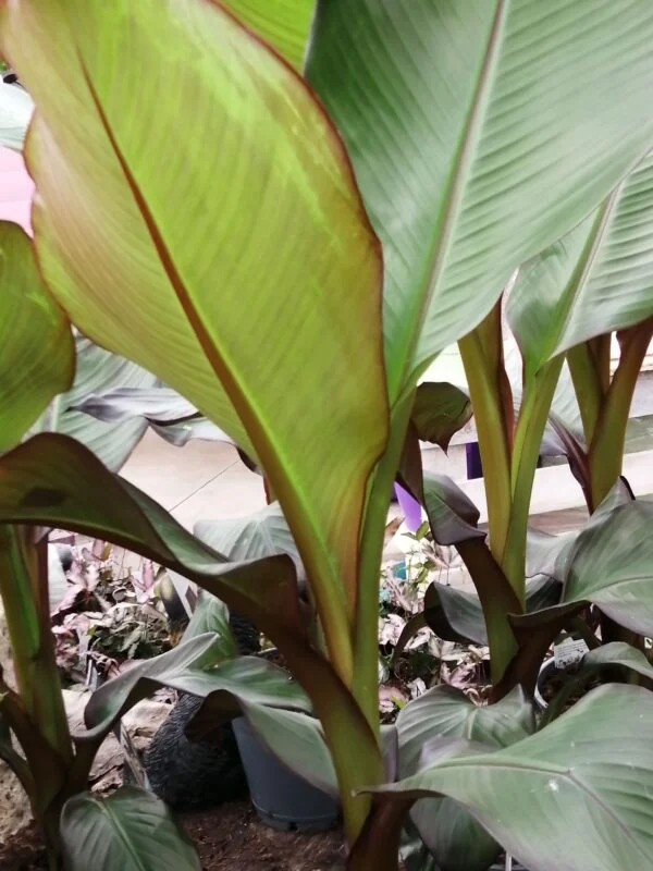 Musa ensete Ventricosum, pianta da esterno