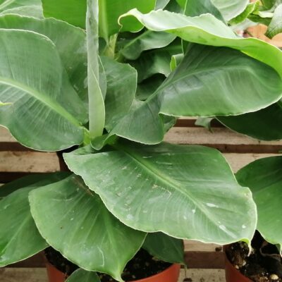 Musa acuminata Dwarf Cavendish II