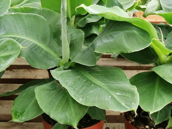 Musa acuminata Dwarf Cavendish II, pianta da esterno