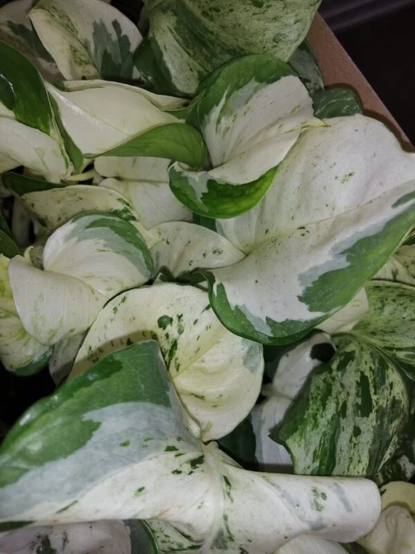 Epipremnum Scindapsus Happy Leaf, foto 2