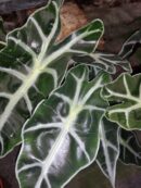 Alocasia Polly