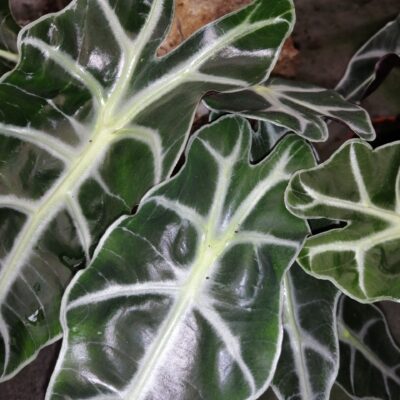 Alocasia Polly