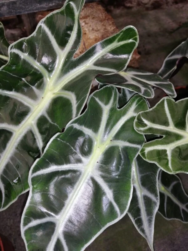Alocasia Polly, pianta da interno